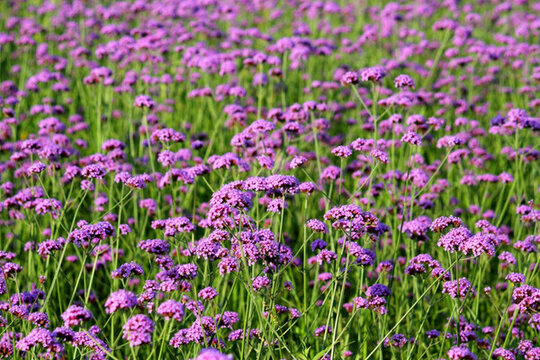 馬鞭草 野花 山花 花海