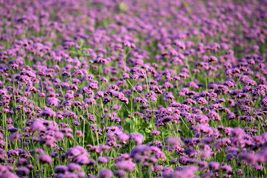 馬鞭草 野花