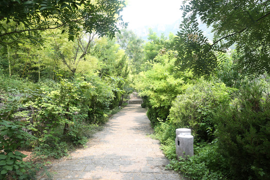 樹林