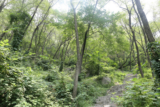樹林  樹木