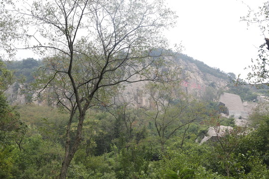 樹(shù)木  樹(shù)林