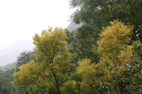 黃葉  樹林 樹木