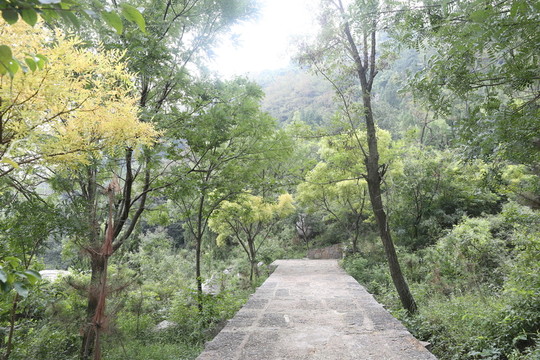 樹林  林間道路