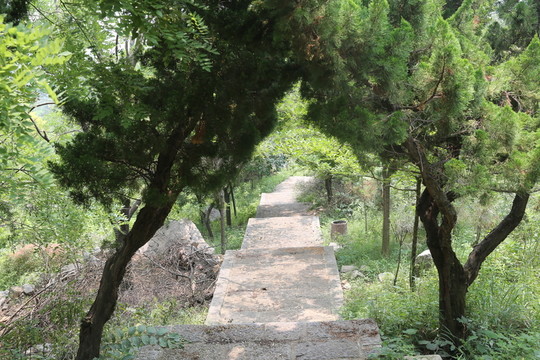 樹林
