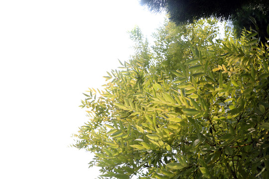 樹葉 綠葉