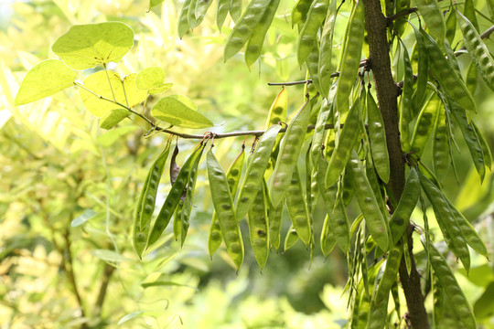 皂莢  槐樹(shù)莢