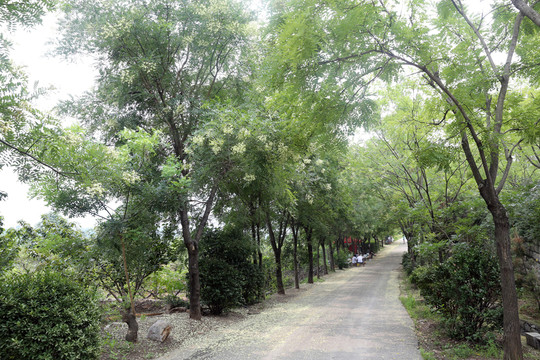 樹(shù)林  樹(shù)木