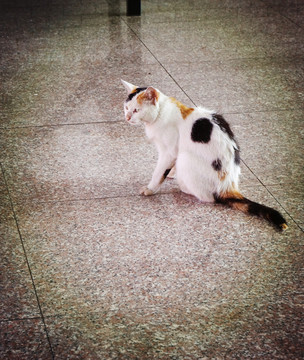 小花貓