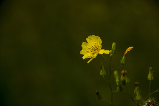 野花
