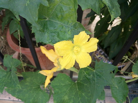 大絲瓜花