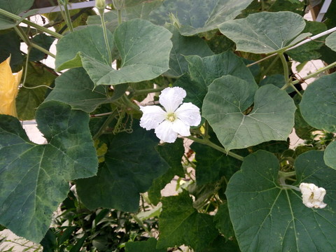葫蘆花