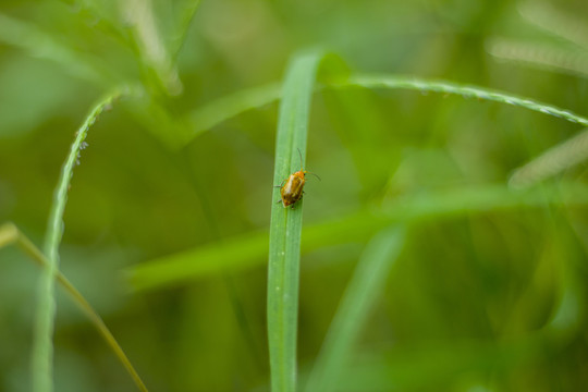 昆蟲(chóng)