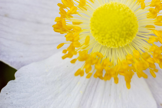花蕊特寫