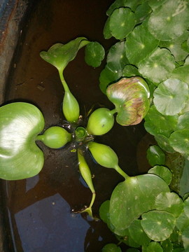 水葫蘆