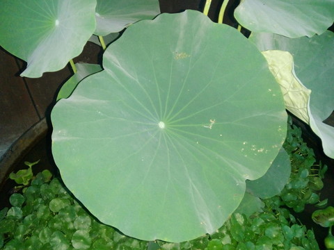 荷葉