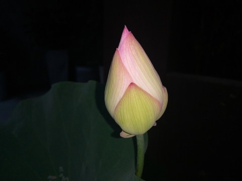 高清蓮花