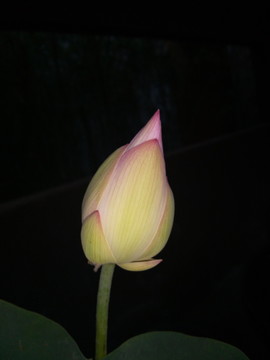 高清蓮花