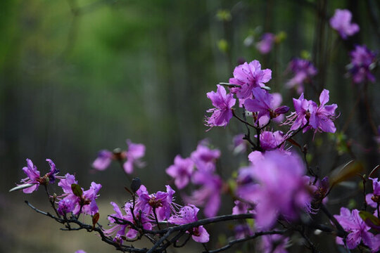 杜鵑花