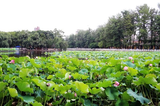翠湖公園荷塘