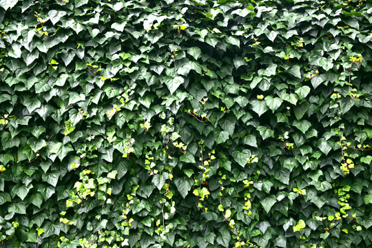 爬山虎 植物墻