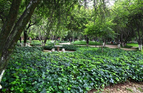 云南大學(xué)校園景觀