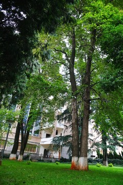 大樹