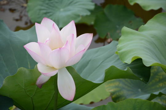 荷花