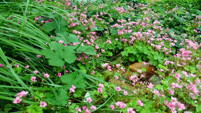 小紅花
