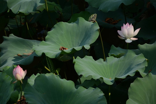 荷花