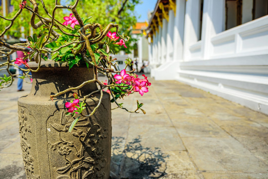 沙漠玫瑰 玉佛寺