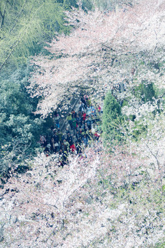 武大櫻花大道