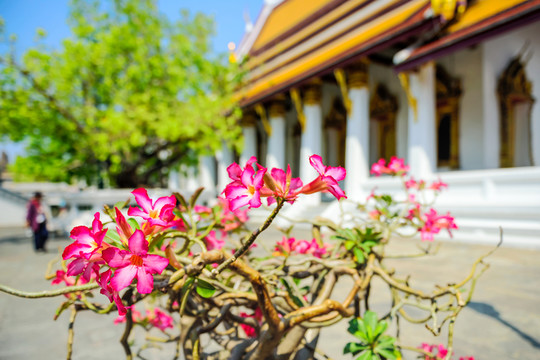 玉佛寺 沙漠玫瑰
