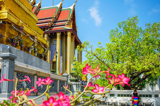 玉佛寺 沙漠玫瑰