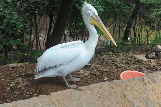 鵜鶘  動物園