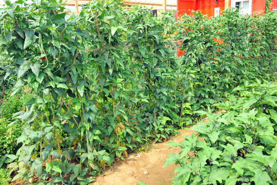 蔬菜地  蔬菜架 菜園