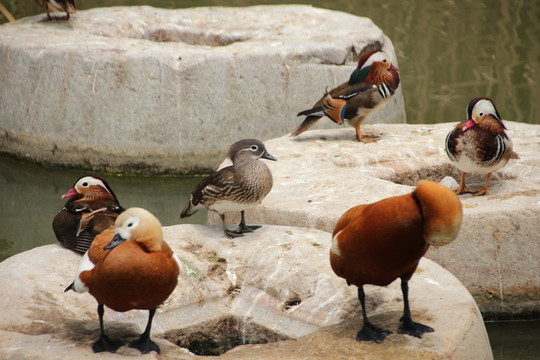 休息中的鳥