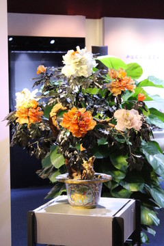 玉石花卉