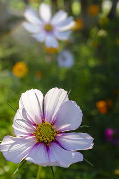 花園
