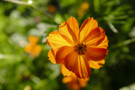 花園