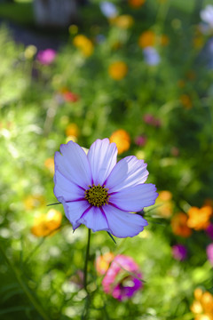 小花