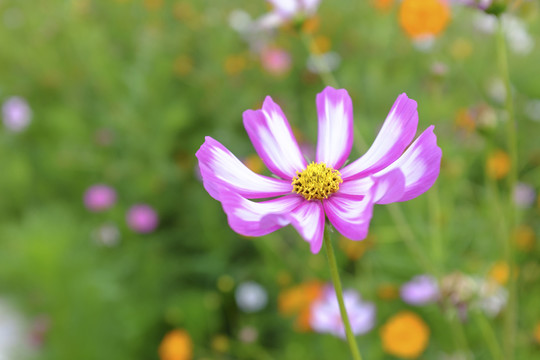 花園