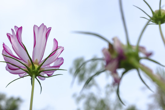 花園