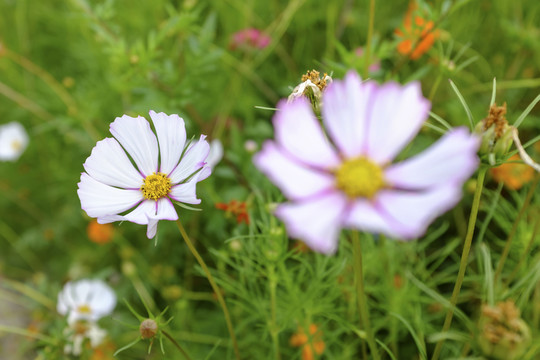 小花