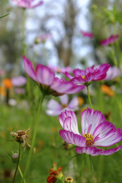 小花