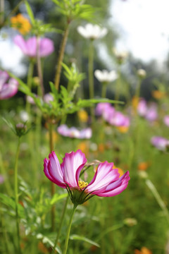 小花