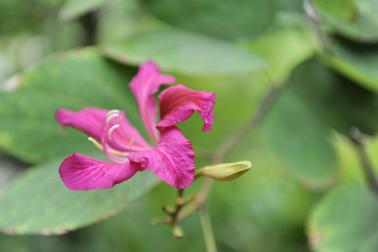 紫荊花