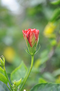 花苞 希望