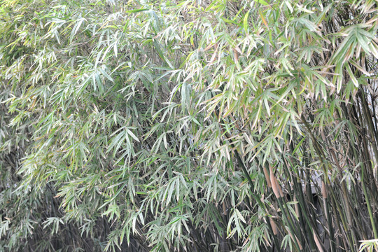 竹林