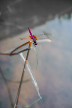 蜻蜓