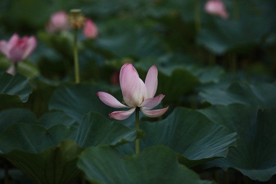 荷花